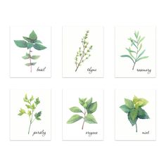 four different types of leaves with names on them