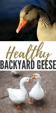 two ducks standing next to each other with the words healthy backyard geese in front of them