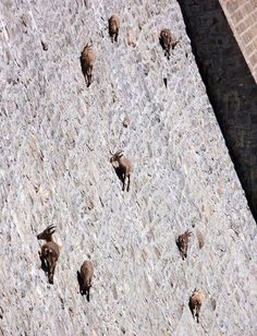 several birds standing on the side of a wall