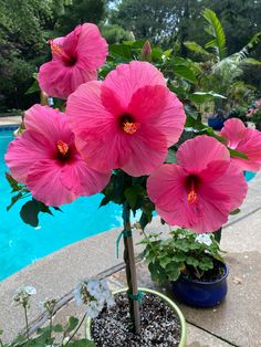 pink flowers in a pot next to a pool