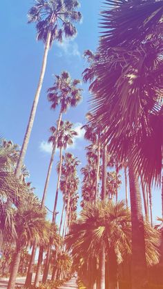 palm trees are shown against the blue sky