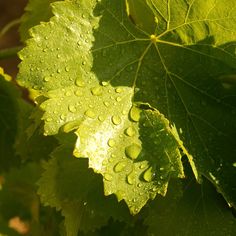 green leaves with drops of water on them