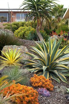 an assortment of plants and rocks in a garden