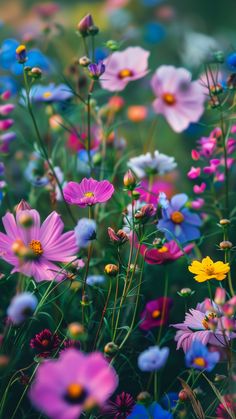 colorful wildflowers are growing in the field with blue and pink flowers behind them