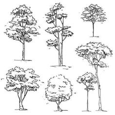 various types of trees drawn by hand