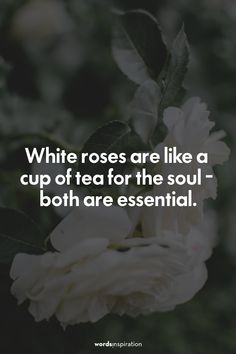 white roses are like a cup of tea for the soul - both are essential quote