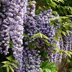 purple flowers are growing on the side of a brick wall in front of green foliage