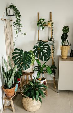 several houseplants are arranged in the corner of a room