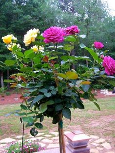 pink and yellow roses are in a vase on a stone table outside near some trees