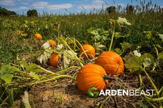 pumpkins growing in the middle of a field with blue sky and clouds behind them