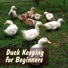 ducks are sitting in the grass with their heads turned to look like they're getting older