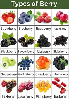 the different types of berries are shown in this chart