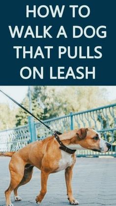 a brown and white dog on a leash with the words how to walk a dog that pulls on leash