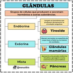 Resumo sobre os tipos de glândulas. Endocrine System, Biology, Health