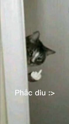 a black and white cat peeking out from behind a door with the caption phac duu