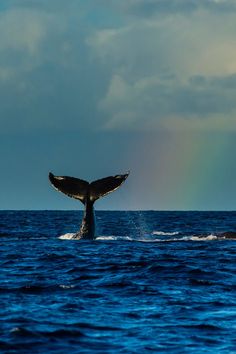 a humpback whale flups its tail as it swims in the ocean