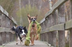 two dogs running across a bridge with a rope