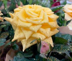 a yellow rose with water droplets on it