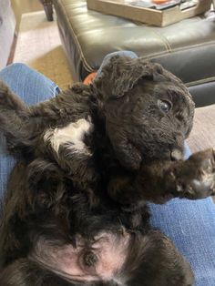 a black puppy is laying on its back