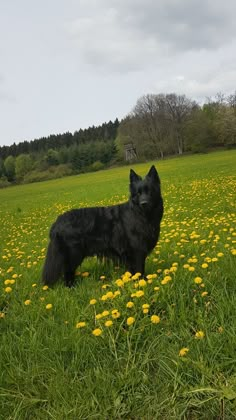 a black dog standing in the middle of a field full of yellow dandelions