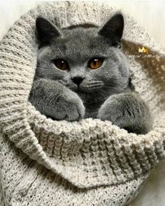 a gray cat is laying in a knitted blanket with his paw on the pillow