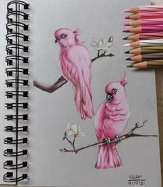 two pink birds sitting on top of a tree branch next to some colored pencils