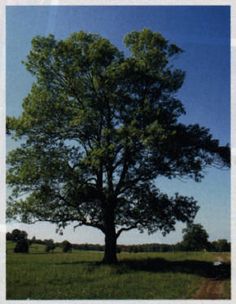 a large tree sitting in the middle of a field next to a dirt road on a sunny day