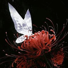 a white butterfly sitting on top of a red flower