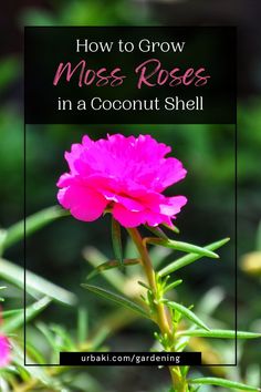 a pink flower with the words how to grow moss roses in a coconut shell