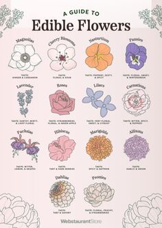 an illustrated guide to edible flowers