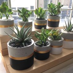 there are many potted plants on the window sill