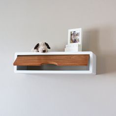 a dog is sitting on top of a shelf