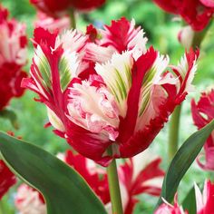 red and white flowers with green leaves in the background