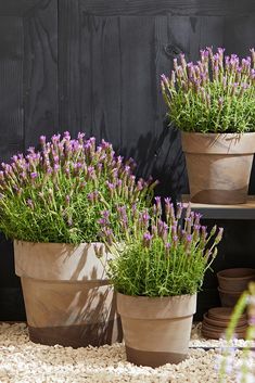 three potted plants with purple flowers in them