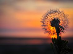 a dandelion with the sun setting in the background and some water behind it