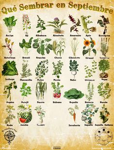 a poster with different types of plants and herbs in spanish, on an old paper