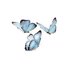 three blue butterflies flying in the air