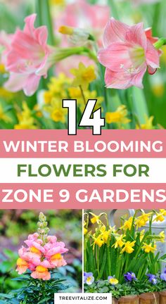 Keep your garden vibrant all season with these 14 winter blooming flowers for zone 9 that add color and cheer to chilly days. Perfect for zone 9 gardens, these blooms will keep your landscape lively through the colder months. Take a look and save this pin for your next winter gardening project! Winter Jasmine, Weeping Trees, Garden Prepping, Tree Id, Winter Gardening, Indoor Trees, Zone 9, Fast Growing Trees, Sustainable Garden