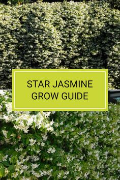 the star jasmine grow guide is shown in front of some bushes and shrubs