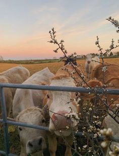 several cows are standing in the grass behind a fence and looking at the camera man