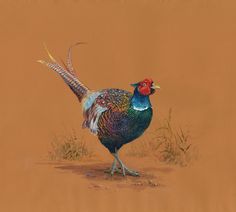 a painting of a pheasant standing on the ground in front of brown background