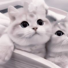 two white cats sitting in a basket with their eyes wide open and looking at the camera