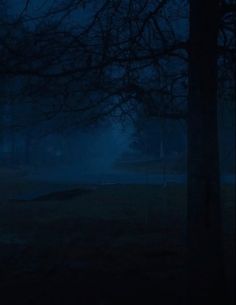 a dark forest with trees and grass at night