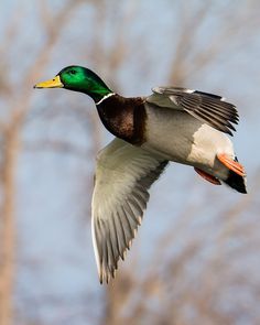 a mallard flying through the air with its wings spread out and trees in the background