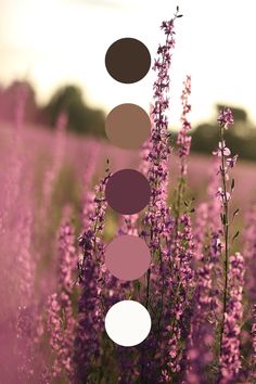 Beautiful color palette of nature Trending Color Schemes, Burgundy Lavender Color Palette, Boho Purple Color Palette, June Colour Palette, Modern Purple Color Palette, Color Palette Floral, Moody Spring Color Palette, Fairytale Color Palette, Color Palettes Purple