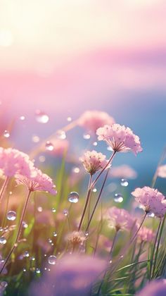 pink flowers with water droplets on them are in the foreground and blue sky above