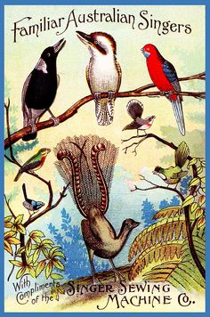 an advertisement for familiar australian singer's featuring birds on a tree branch with other birds in the background