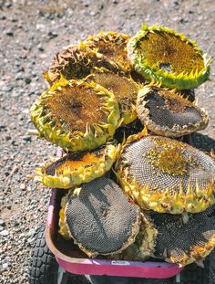 there are many sunflowers sitting in a wheelbarrow