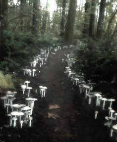 many white tables and chairs are lined up in the woods near each other on a path