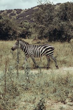 a zebra is walking in the grass near some bushes and trees on a cloudy day